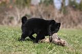 SCHIPPERKE 776